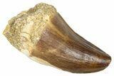 Fossil Prognathodontid Mosasaur Tooth - Morocco #374493-1